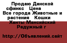  Продаю Данской сфинкс › Цена ­ 2 000 - Все города Животные и растения » Кошки   . Ханты-Мансийский,Радужный г.
